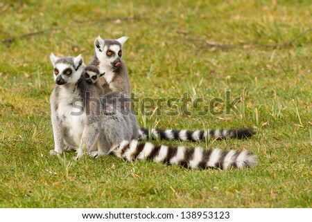 Ring-tailed lemurs family sitting in a grass field