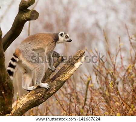 A Ring-tailed lemurs (Lemur catta) is standing in a tree