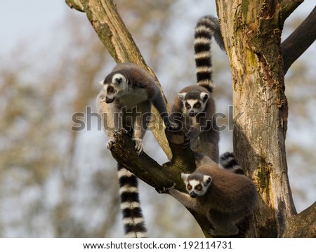 Playful Ring-tailed lemurs (Lemur catta) in a tree