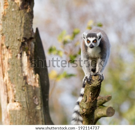 A Ring-tailed lemur  (Lemur catta) standing in a tree