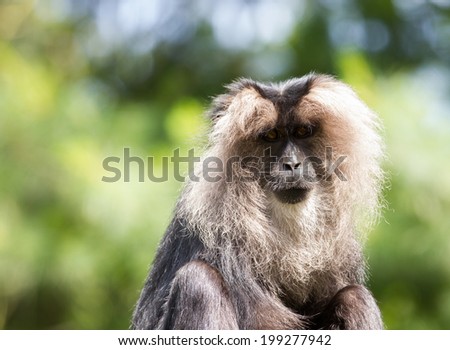 lion-tailed macaque Portrait. Its also known as wanderoo, bartaffe, beard ape and macaca silenus.