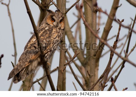 Long-eared Owl in a tree