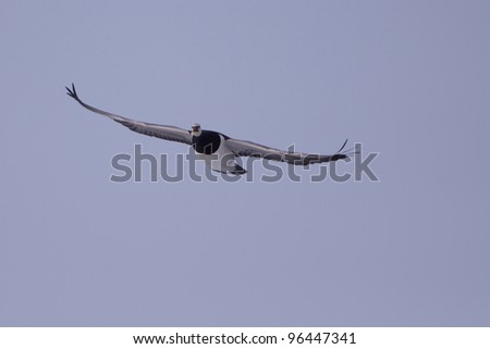 Barnacle Goose (Branta leucopsis) in flight