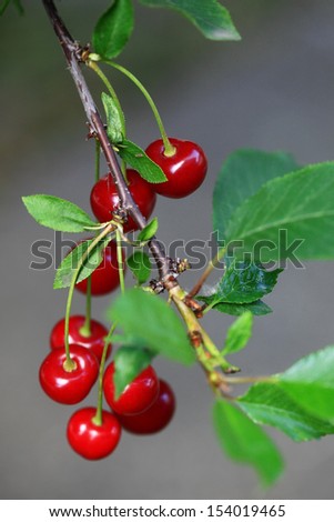 Sour cherries hanging on a cherry tree branch