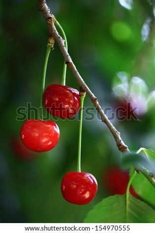 Sour cherries hanging on a cherry tree branch