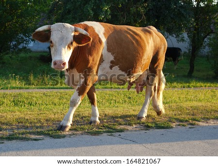 Brown cow walking on road