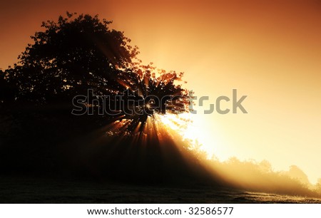 Beautiful mystical landscape in browny and yellow colors with sunbeam at sunrise