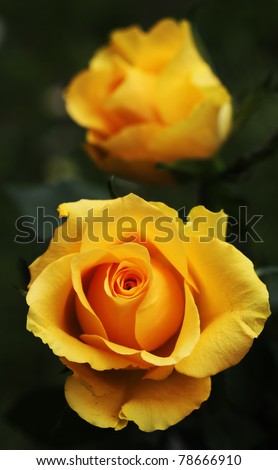 Macro shot of a yellow rose blossom - beautiful layers of petals