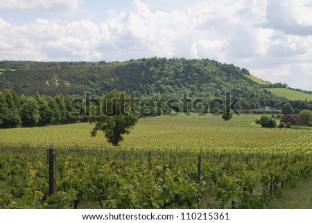 View over grapevines at vineyard on the North Downs. Dorking. Surrey. England
