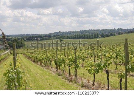 View over grapevines at vineyard on the North Downs. Dorking. Surrey. England