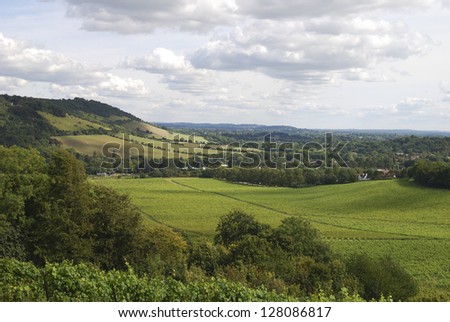 Range of hills the North Downs at Dorking. Surrey. England. With vineyard in foreground