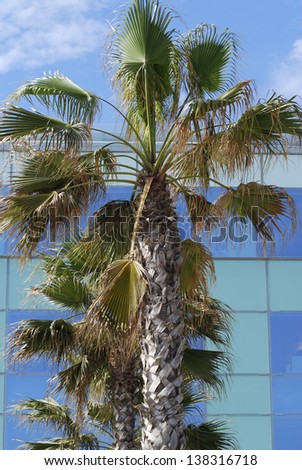 Palm Tree in front of modern glass building by harbour at Barcelona. Spain