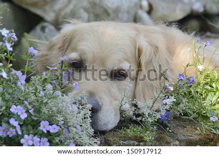 Golden Retriever dog lying in flowerbed. Looking at camera