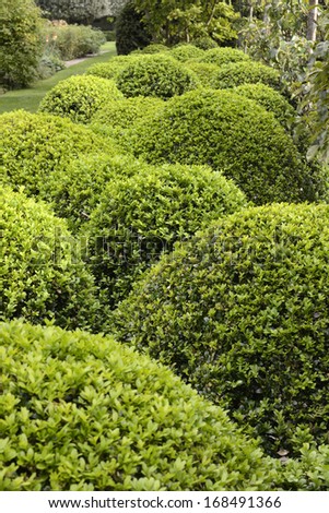 Trimmed topiary bushes in an English country garden