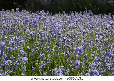Bushes of Lavender. Lavandula Angustifolia. In English country garden in Surrey. England.