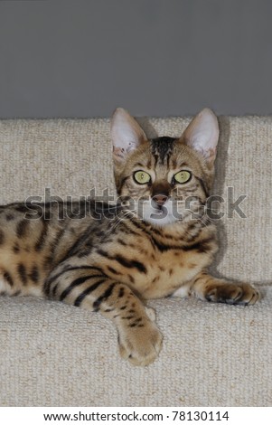 Domestic Leopard Cat. Bengal cat breed. Lying on carpeted step.