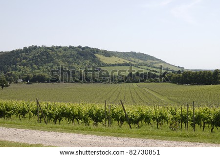 English vineyard at foot of Box Hill on the North Downs. Dorking. Surrey. England