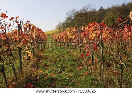 Rows of grapevines for wine making in Surrey. England. Autumn (Fall)