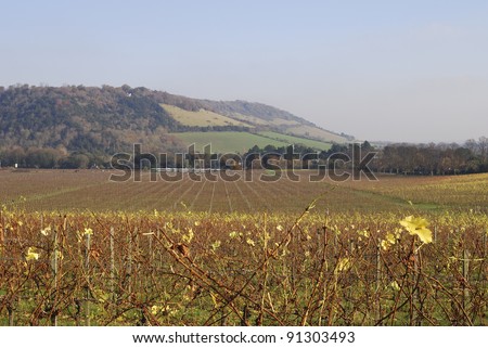 Vineyard in Surrey. England. Late Autumn (Fall). Box Hill on North Downs in background. With commuter train.