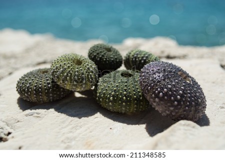Sea urchin shells on rock with sea in background