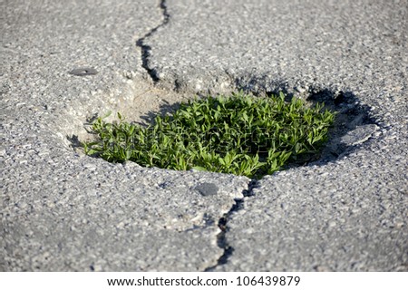 Green grass growing from the Asphalt, broken from the force of Nature