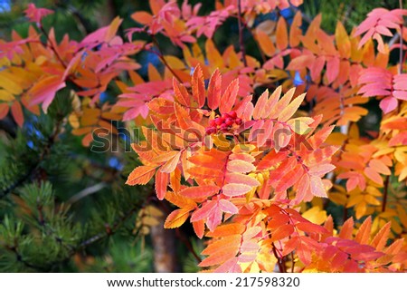 Mountain ash leaves in an autumn coloring