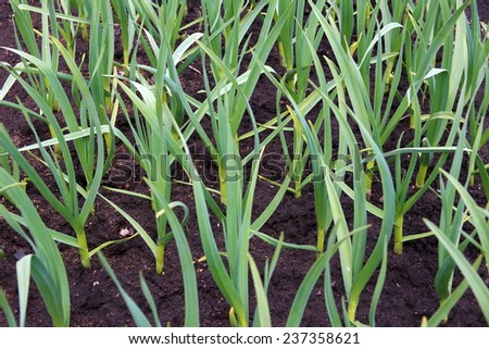 Escapes of garlic on a kitchen garden
