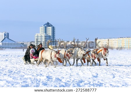 Nadym, Russia - March 01, 2014: People ride deer during the holiday \