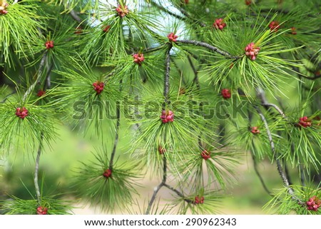 Branch with needles and flowers of a cedar in Siberia at the beginning of summer