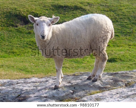 Sheep in Irish countryside, Ireland