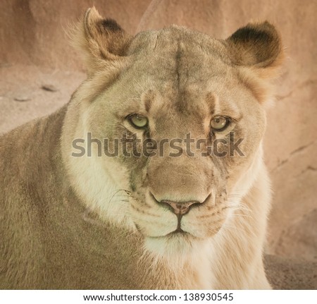 Lioness or Female Lion looking straight in eyes