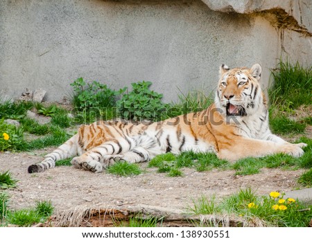 Portrait of a Indian Royal Bengal tiger alert and staring at his pray