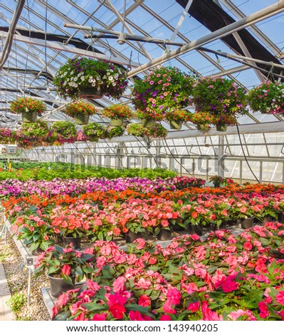 nursery of flowers and plants for garden in greenhouse