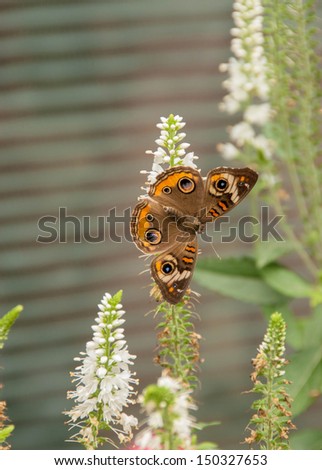 Buckeye butterfly or Junonia Coenia butterfly feeding on wildflower nectar