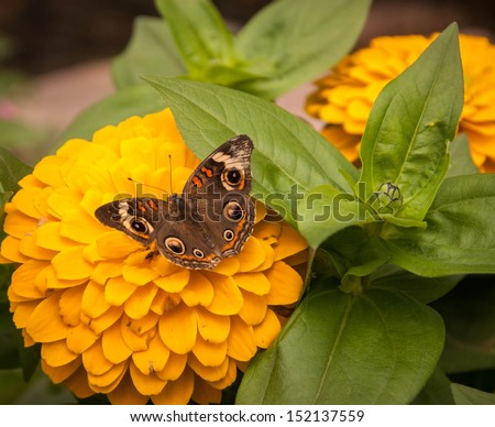 Buckeye butterfly or Junonia Coenia butterfly feeding on flower nectar