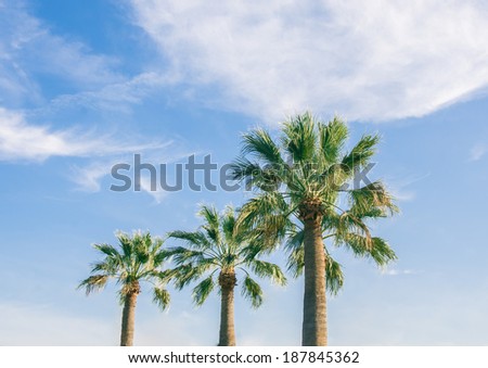 Beach Vacation. Palm tree beautiful refreshing background