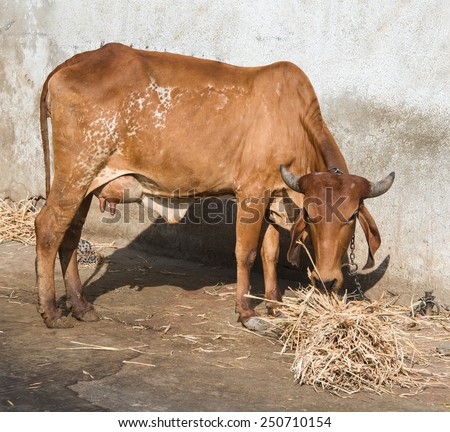 Gir or Gyr Cow originated in India. This breed is used to breed other cattle such as Brahaman in US, and in improvement of Red Sindhi and Sahiwal breen in India