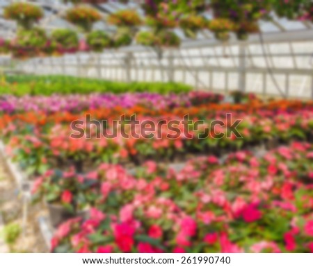 nursery of flowers and plants for garden in greenhouse, abstract blur background