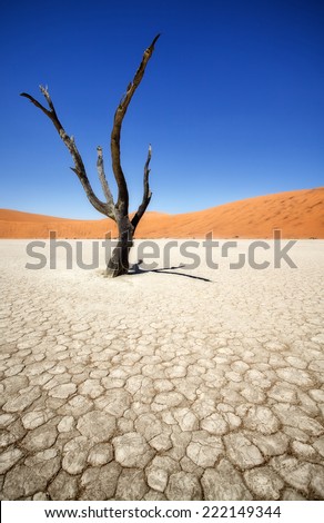 Dead black Trees in the Desert Landscape. Surreal scenic in amazing unreal Landscape. Sossusvlei, DeadVlei, Namib Desert, Namibia.