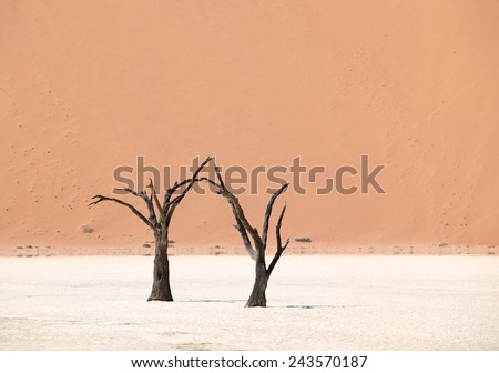 Dead black Trees in the Desert Landscape. Surreal scenic in amazing unreal Landscape. Sossusvlei, DeadVlei, Namib Desert, Namibia.