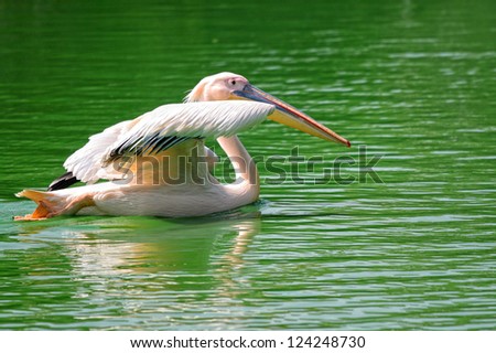 Rosy pelican in green pond about to fly