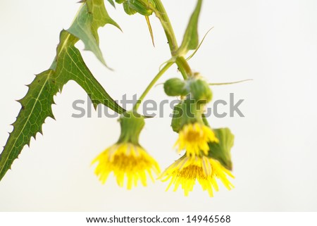 Photo barbed plants, with small yellow flowers and green Bud. Flowers are similar to dandelion. isolated on a white background.