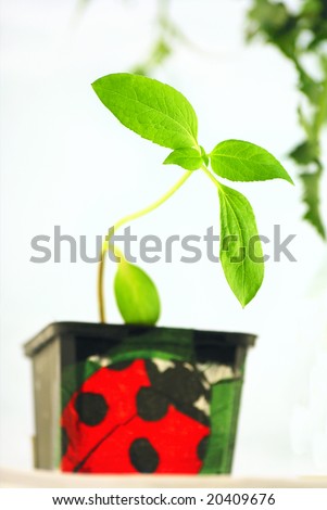 Young green sprout, it grows in the pot to the ground. At the pot painted red lady-bird. White background.