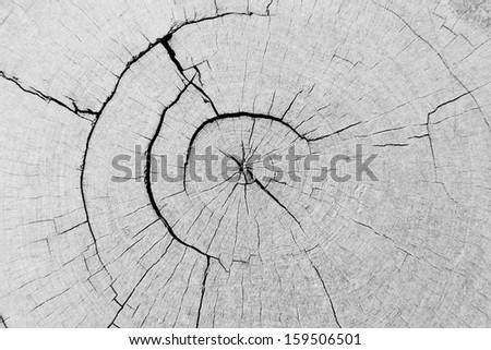 The black and white background image of the pattern of the cracked annual ring of a big tree