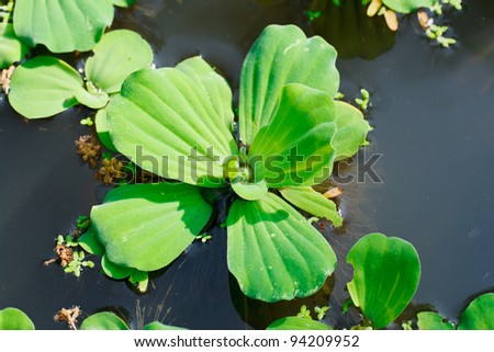 The Close-Up of the Water Lettuce Floating on the Water