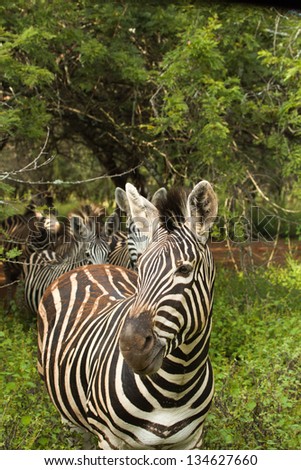 Close up on eye of a zebra with copy space to the right and bottom