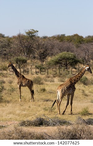 Adult giraffe, wild animal in the south african bush