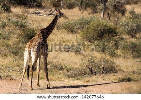 Adult giraffe, wild animal in the south african bush