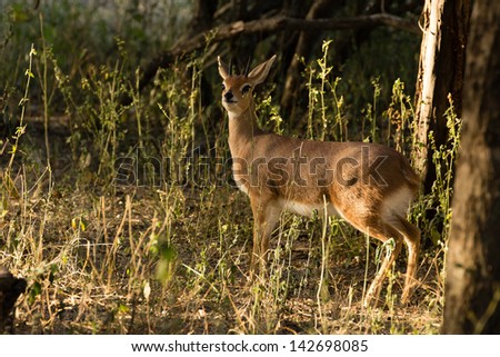 An alert male Steenbuck in forest