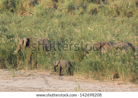 A small herd of elephant in the Crocodile riverbed at the south end of the Kruger national park in South Africa